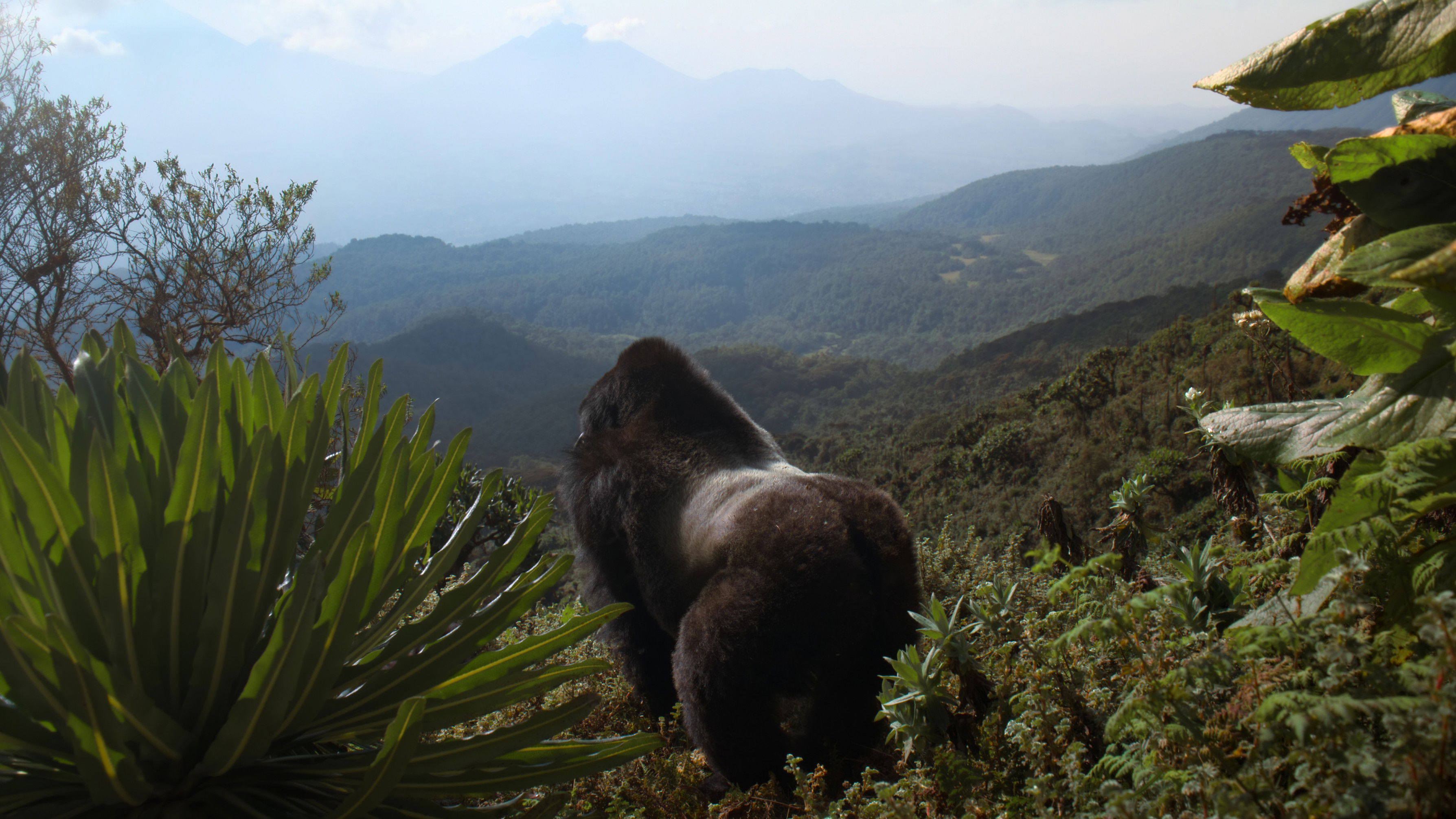 Câu Chuyện Khỉ Đột: Qua Lời Kể Của David Attenborough